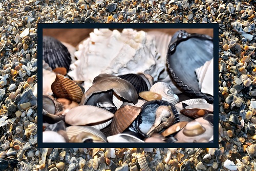 Seashells As Wealth