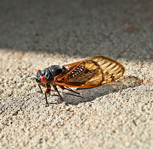 Periodical Cicada Sunning