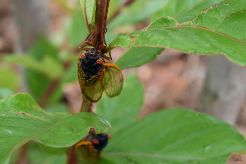 Sap Sucking Cicadas