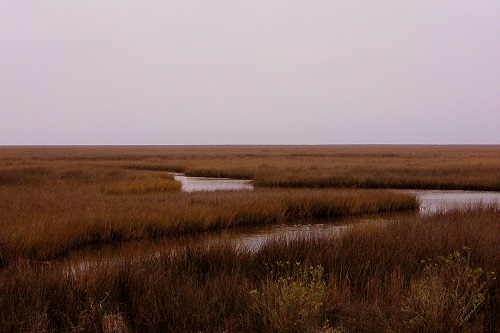 Mississippi Marsh At Ansley