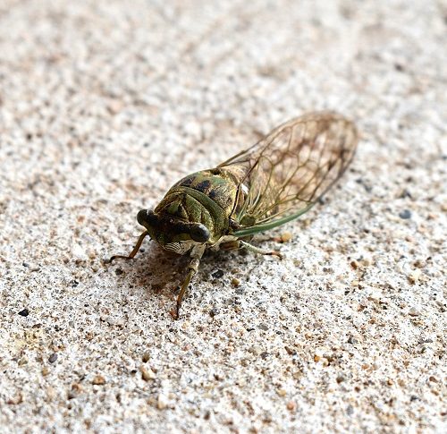 Another Cicada