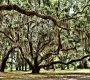 Southern Live Oaks Change It Up