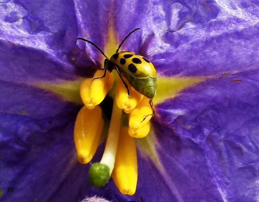 Cucumber Beetle on Horsenettle Flower