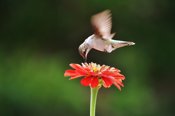 Hummingbird Sipping from Zinnia Flower ©Gaby Ethington