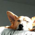 Napping – Kathy From KeppenArt