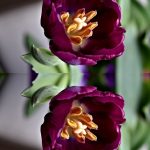 Tulip Image Mimics Life – Kathy From KeppenArt