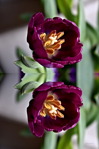 Tulip Image Mimics Life – Kathy From KeppenArt