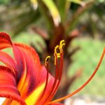 Reaching Upward – Kathy From KeppenArt