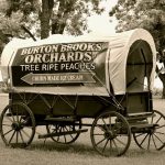 Burton Brooks Orchard Visit – Kathy From KeppenArt