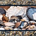 Seashells As Wealth – Kathy From KeppenArt