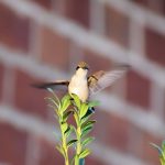 Tripod Number Three – Kathy From KeppenArt