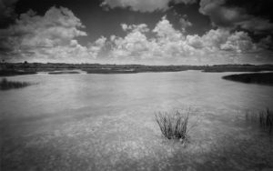 A tranquil marshland in the Florida Everglades stretches out under a sky dotted with fluffy clouds, with gentle waters reflecting the serene landscape. Tall grasses emerge from the shallow water, adding texture to the peaceful scene. Captures on 8 x 10 Sheetfilm with a Pinhole camera. A pinhole camera has no lens, no viewfinder, and no electronics. 