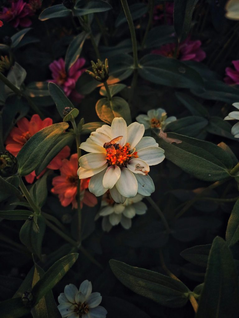 Botanical Silence by Oviul Maruf